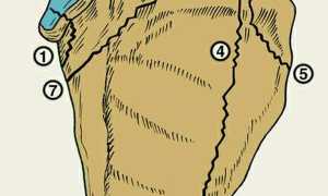 Перелом лопатки, а так же лечение и первая помощь