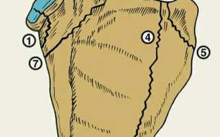 Перелом лопатки, а так же лечение и первая помощь