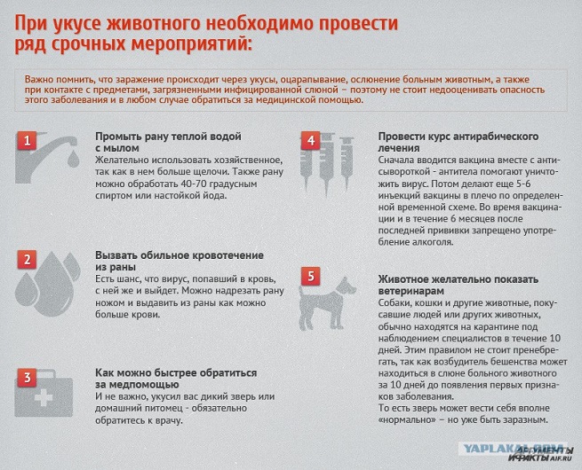 Первые правила после укуса