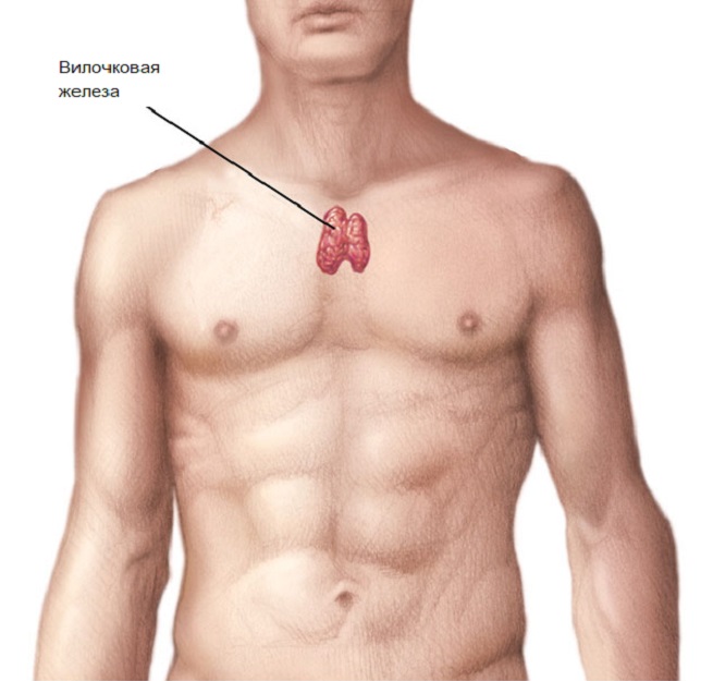 Расположение тимуса