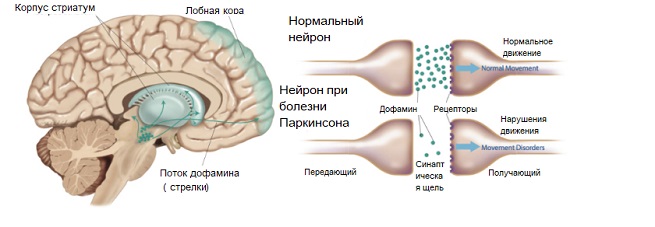 Нейроны