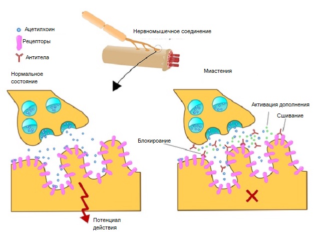Нерные импульсы