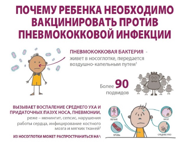 Кратко о пневмококках