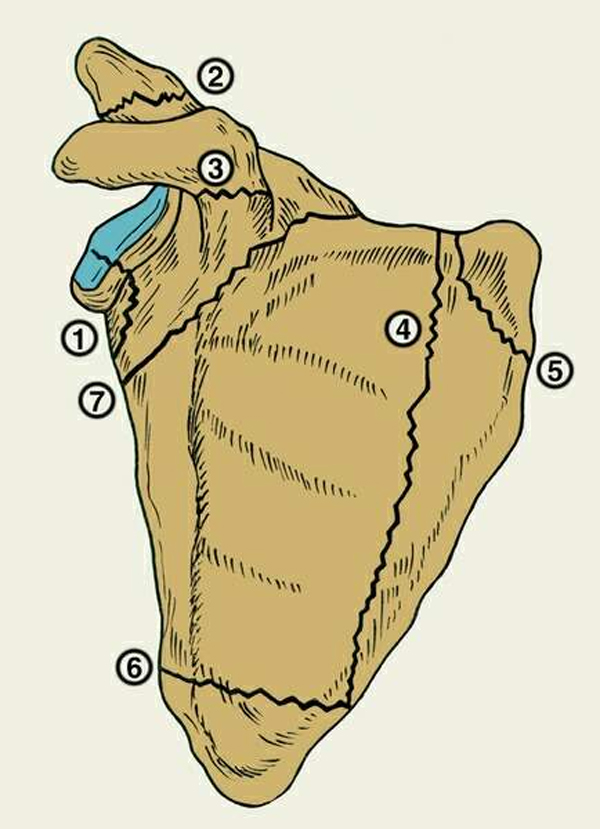 Перелом лопатки, а так же лечение и первая помощь 1 Перелом лопатки