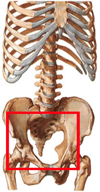 Область, в которой происходит перелом Область, в которой происходит перелом